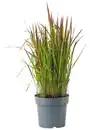 Bild 1 von Gartenpflanze