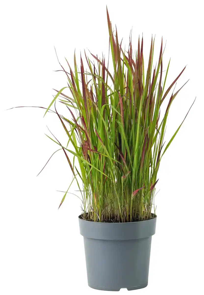 Bild 1 von Gartenpflanze