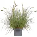 Bild 2 von Gartenpflanze