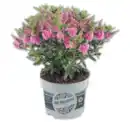 Bild 1 von Hebe All Blooms*