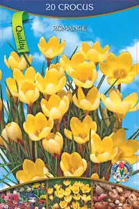 Krokus "Attraktiv" viele versch. Farben