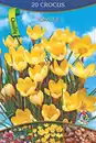 Bild 1 von Krokus "Attraktiv" viele versch. Farben
