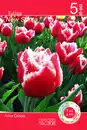 Bild 1 von Tulpen "Crispa" versch. Sorten und Farben