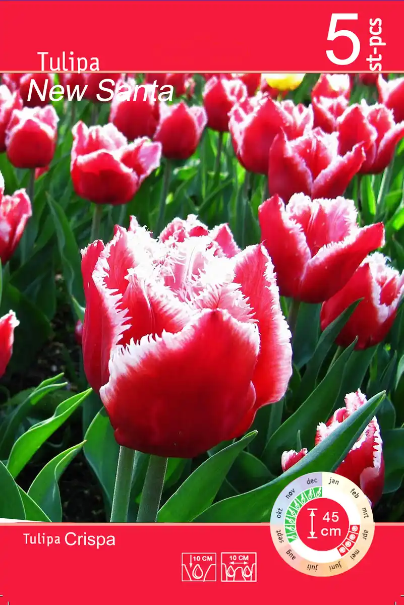 Bild 1 von Tulpen "Crispa" versch. Sorten und Farben