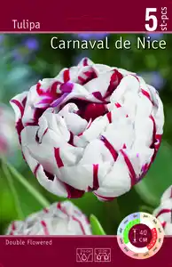 Gefüllte Tulpen "Double"