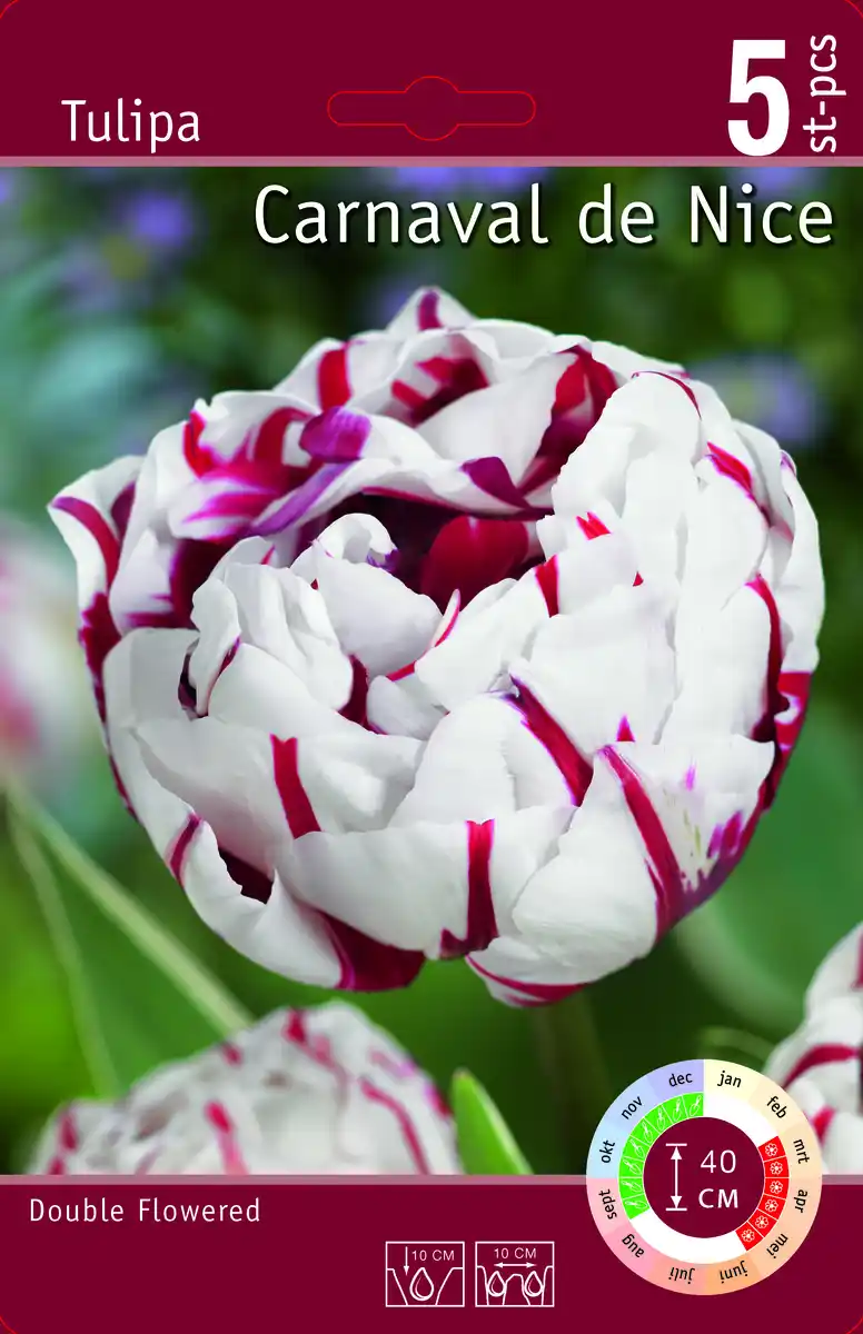 Bild 1 von Gefüllte Tulpen "Double"
