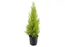 Bild 1 von Zypresse „Goldcrest“ Cupressus macrocarpa
