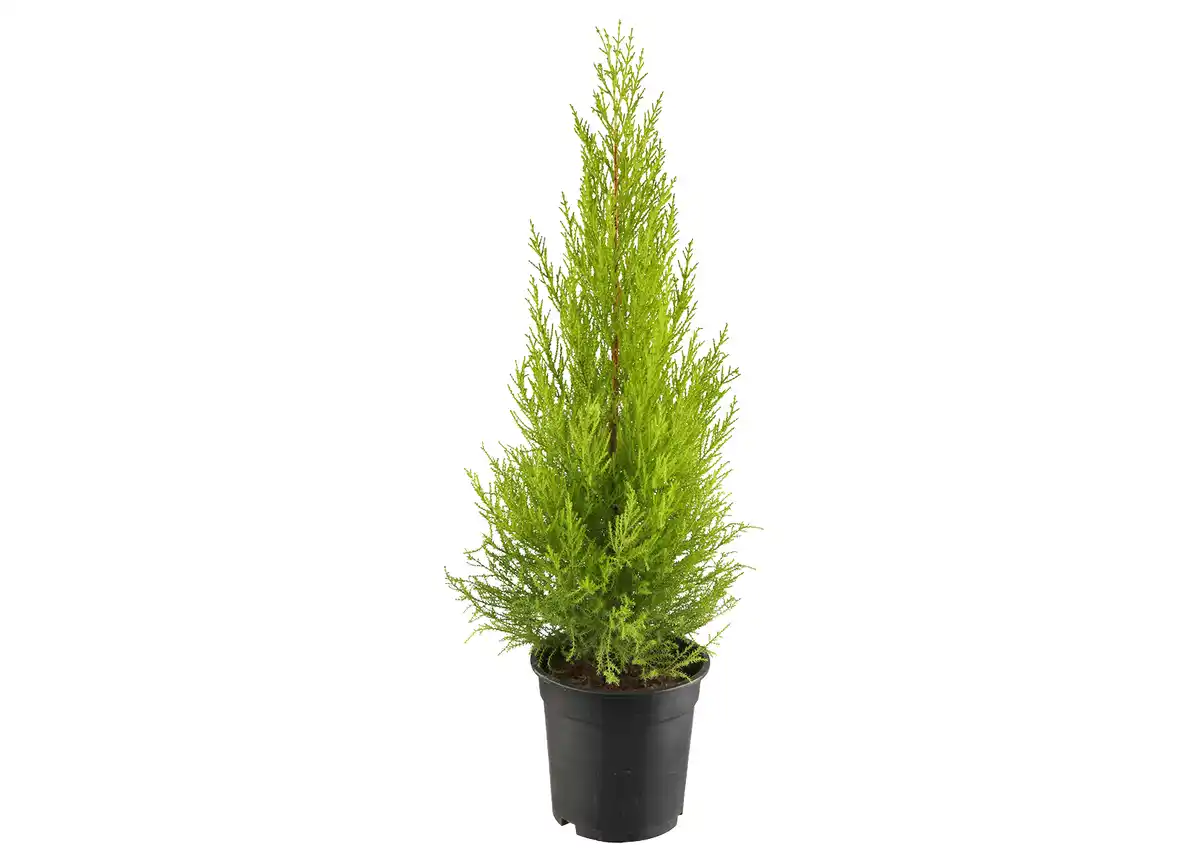 Bild 1 von Zypresse „Goldcrest“ Cupressus macrocarpa