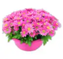 Bild 1 von Chrysantheme*