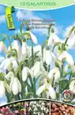 Bild 1 von Blumenzwiebel "Frühlingsboten" versch. Sorten