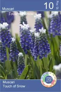 Perlhyazinthe Muscari