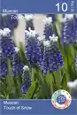 Bild 1 von Perlhyazinthe Muscari