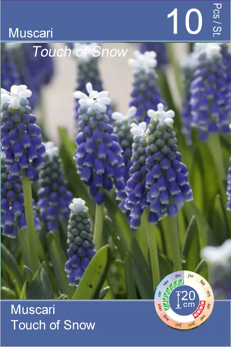 Bild 1 von Perlhyazinthe Muscari