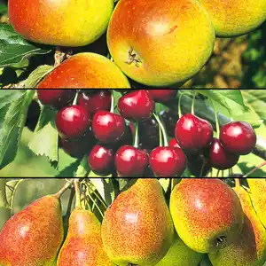 Zwergobstbaum Apfel