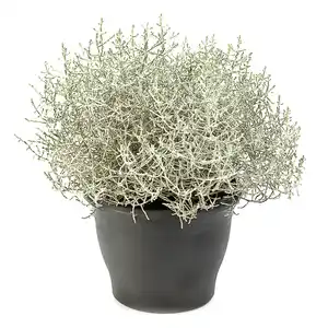 Stacheldraht 11cm Topf