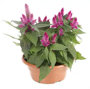 Celosia Federbusch