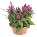 Bild 1 von Celosia Federbusch