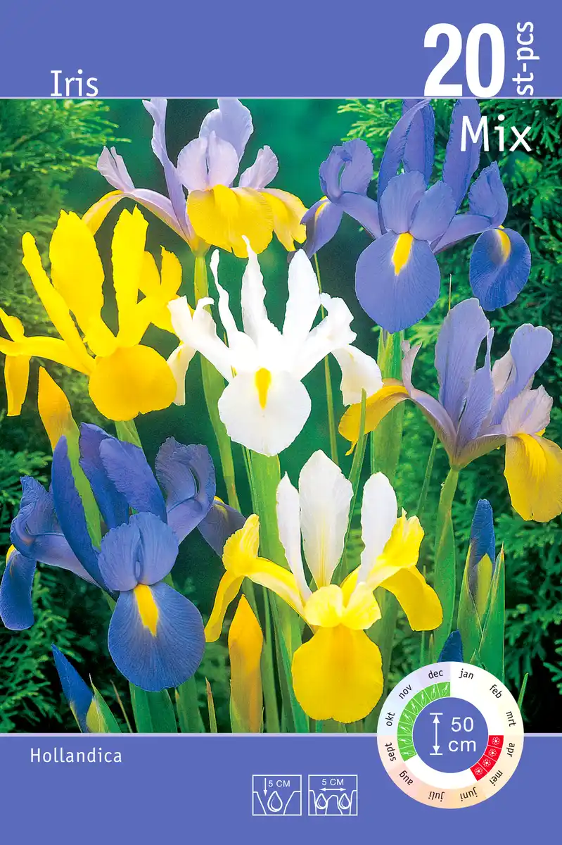 Bild 1 von Iris z.B. gelb/weiß