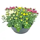 Bild 1 von Chrysanthemen-Mix versch. Farben