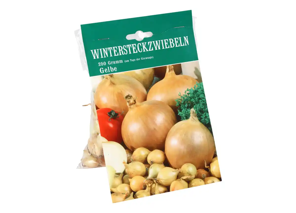 Bild 1 von Wintersteckzwiebeln "Presto" gelb