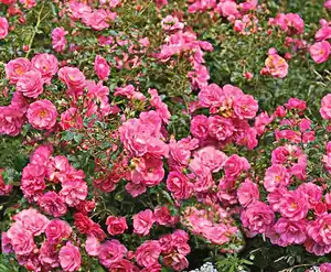 Bodendeckerrosen rosa