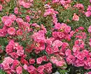 Bild 1 von Bodendeckerrosen rosa