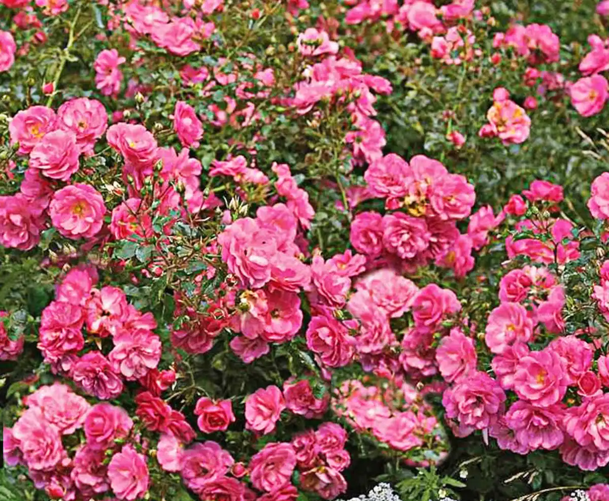 Bild 1 von Bodendeckerrosen rosa
