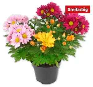 Chrysanthemen-Trio*