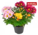 Bild 1 von Chrysanthemen-Trio*