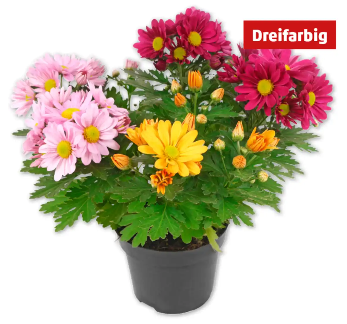 Bild 1 von Chrysanthemen-Trio*