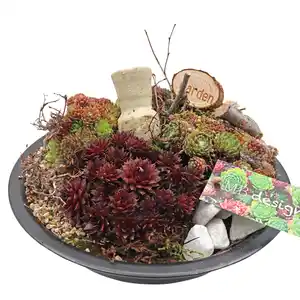 Bepflanzte Sempervivum-Schale Sempervivum