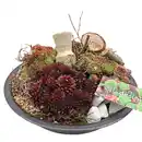 Bild 1 von Bepflanzte Sempervivum-Schale Sempervivum