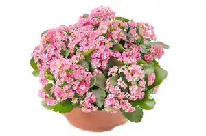 Kalanchoe "Perfecta" in 23 cm Schale