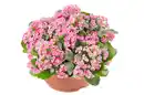 Bild 1 von Kalanchoe "Perfecta" in 23 cm Schale