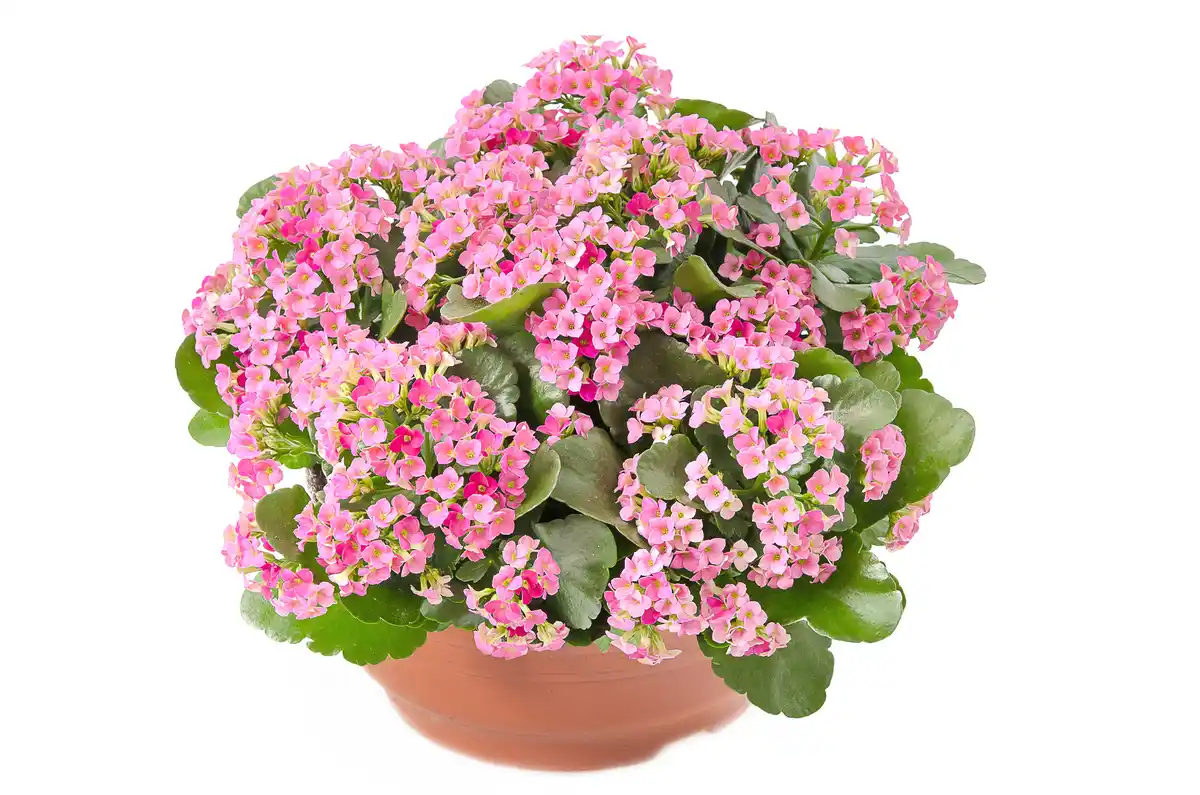Bild 1 von Kalanchoe "Perfecta" in 23 cm Schale