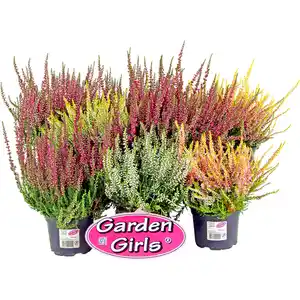 Calluna "Garden Girls®" 10,5cm Topf