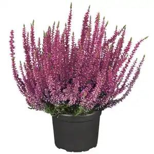 toom Knospenheide 'Gardengirls®' Mix 10,5 cm Topf