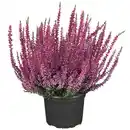 Bild 1 von toom Knospenheide 'Gardengirls®' Mix 10,5 cm Topf