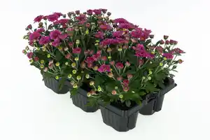 Chrysanrheme Garden Mum Chrysanthemum 6-Pack