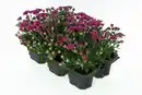 Bild 1 von Chrysanrheme Garden Mum Chrysanthemum 6-Pack