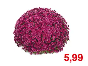 Chrysantheme XXL