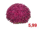 Bild 1 von Chrysantheme XXL