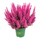 Bild 2 von GARDENLINE Erika „Beauty Queen“