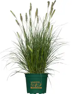 Lampenputzergras Windspiel 17 cm Topf