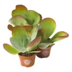 Kalanchoe Thyrsiflora „Wüstenkohl