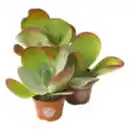 Bild 1 von Kalanchoe Thyrsiflora „Wüstenkohl