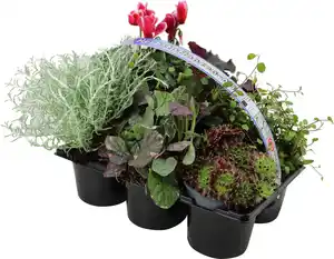 Bunter Herbst 6er Pack