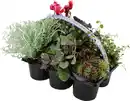 Bild 1 von Bunter Herbst 6er Pack