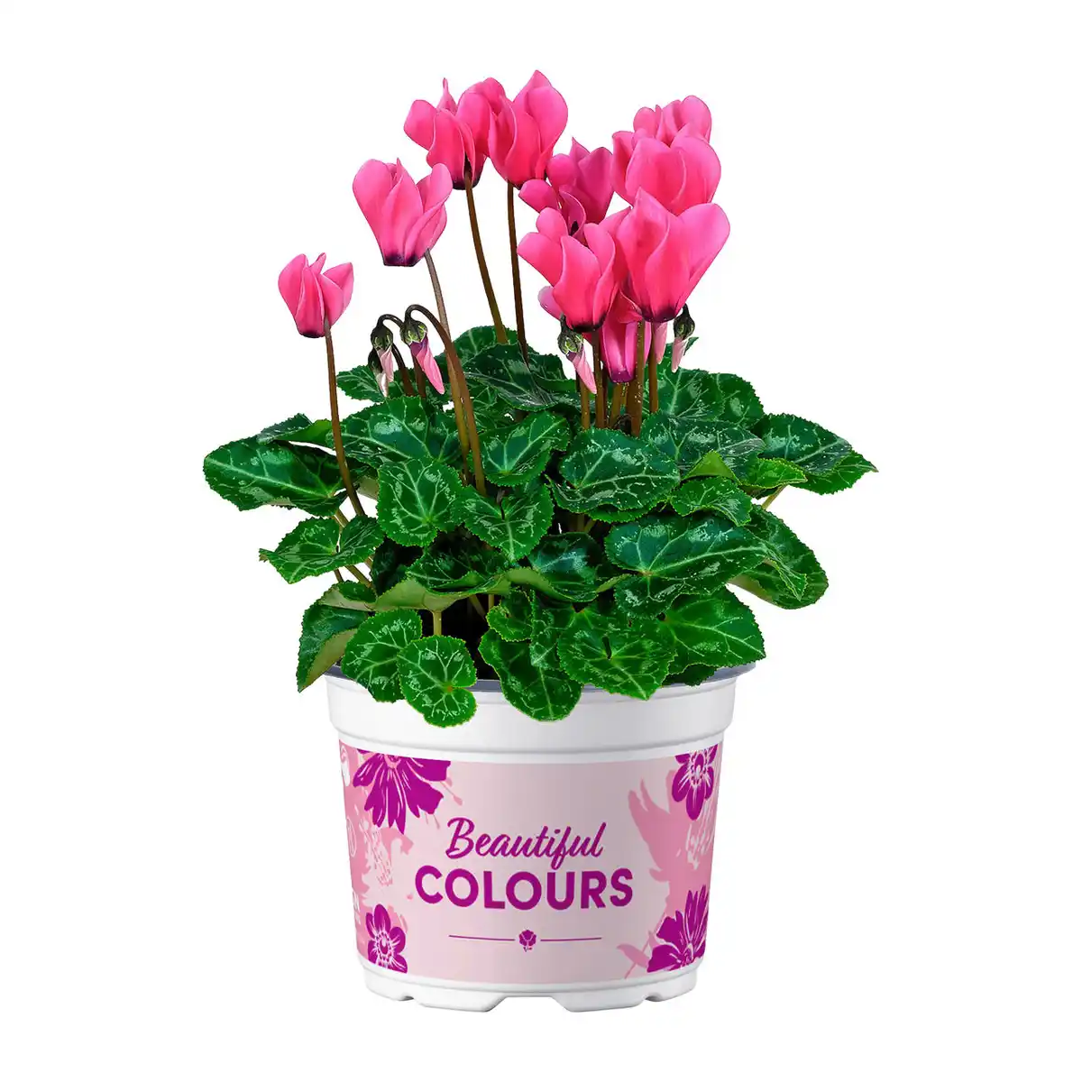 Bild 4 von GARDENLINE Alpenveilchen