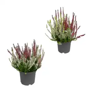 GARDENLINE Solitär-Callunen Twin / Trio